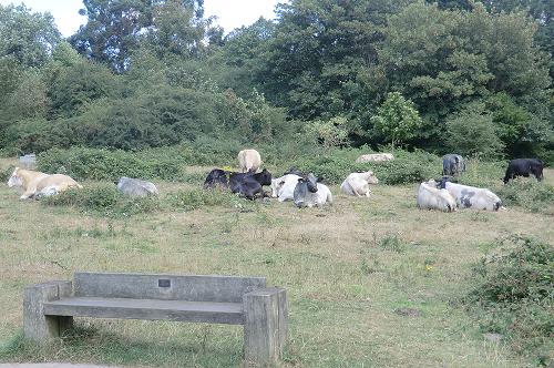 Dairy Cows Grazing