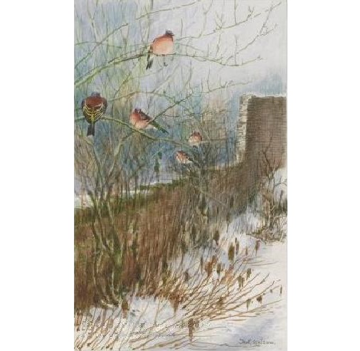 Cock chaffinches in winter, Stanmore 1900